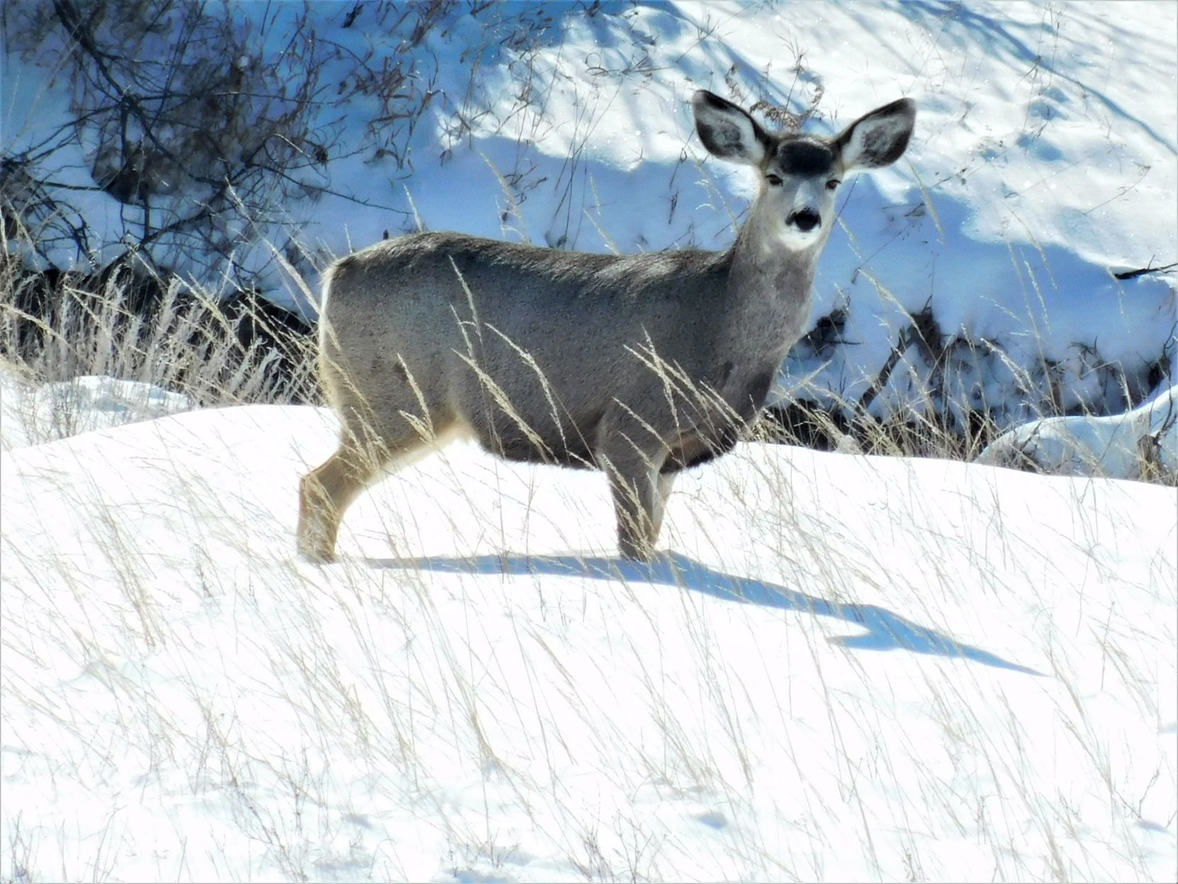 Deer